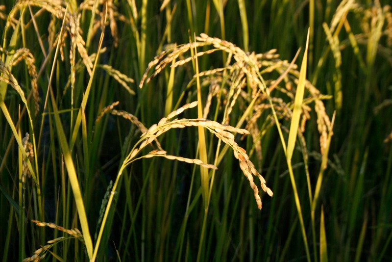 The Rice of Life…
