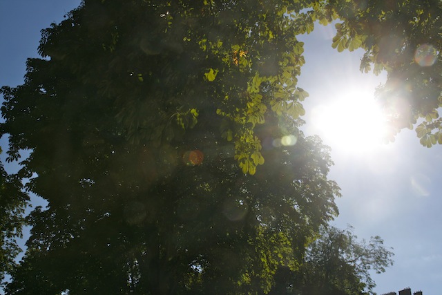 parisparkundertree