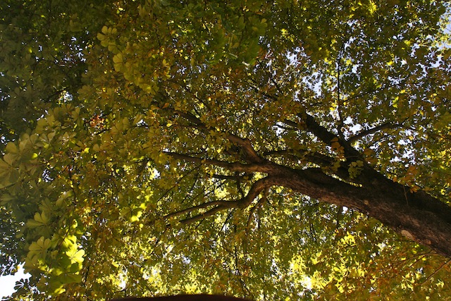 parisparkundertree2