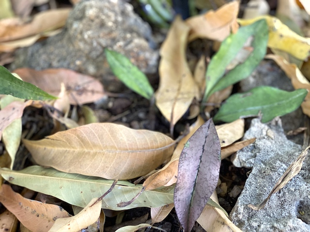 Camouflage and Grace…